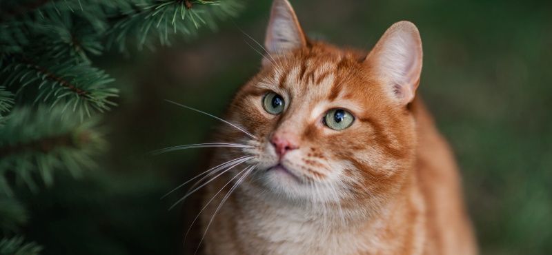 Самые знаменитые кошки мирового кинематографа Самые знаменитые кошки мирового кинематографа