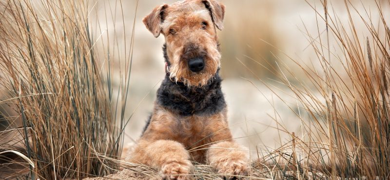 Топ пород собак для квартиры