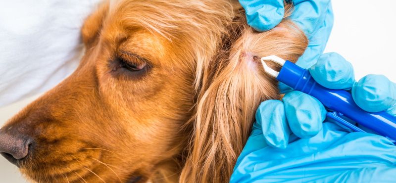 Обнаружили на своем питомце клеща?