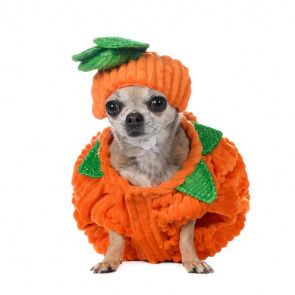Костюм для собак Тыквы XS оранжевый (унисекс)