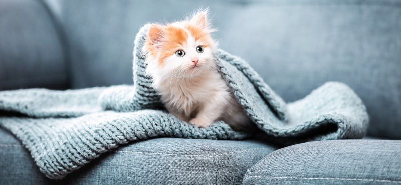 Что делать с котенком с улицы? Что делать с котенком с улицы?