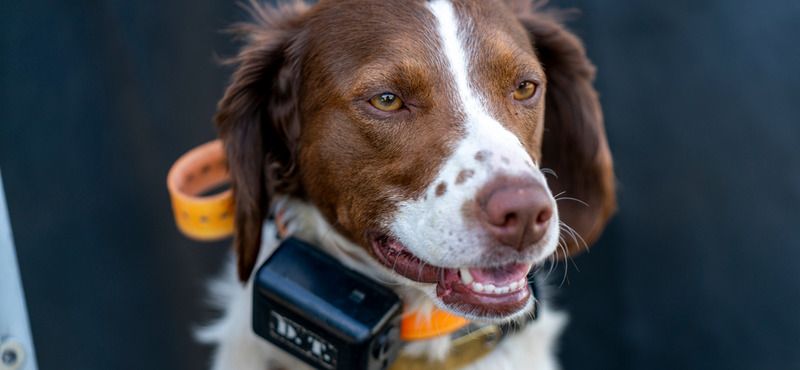 Интерактивные товары для питомцев: обзор игрушек, автокормушек и ошейников с QR-кодом и GPS 
