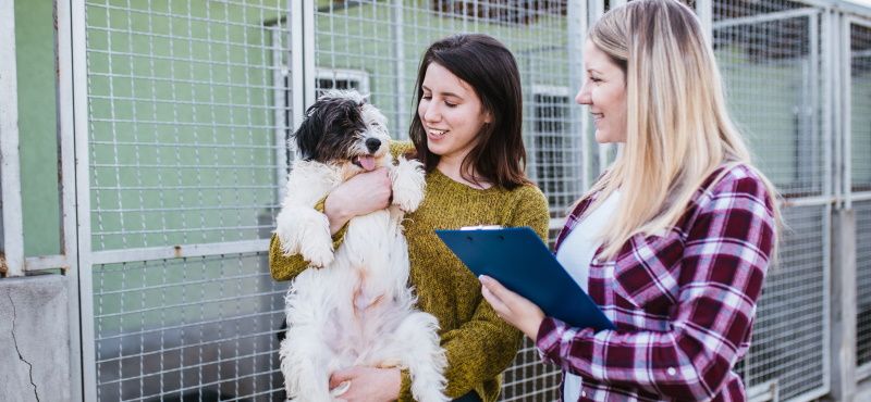 Как взять собаку из приюта: что нужно знать