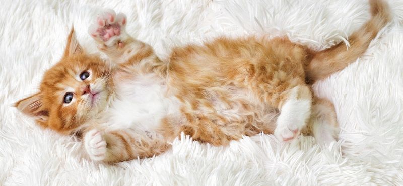 Как выбрать витамины для кошки Как выбрать витамины для кошки