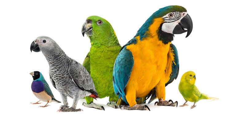 Какого попугая завести?
