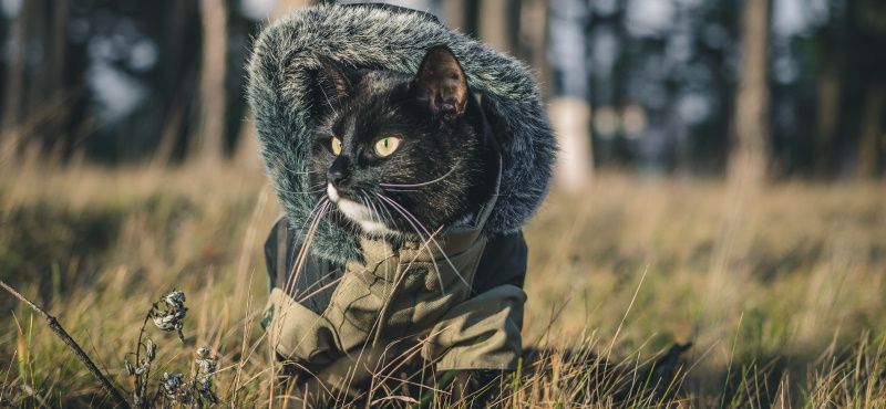 Как пойти в поход с кошкой