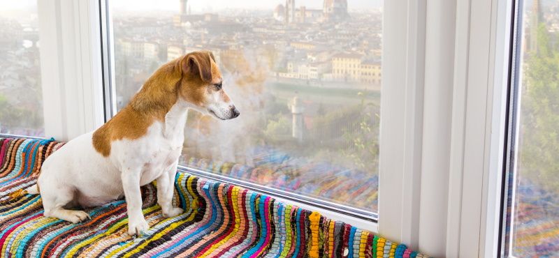 В отеле с питомцем: о чем нужно помнить