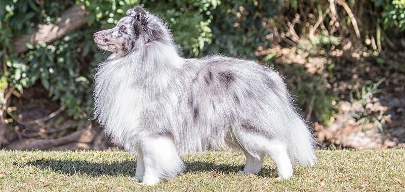 Шелти - порода собак