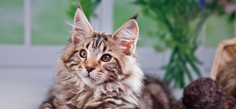 Мейн-кун – порода кошек