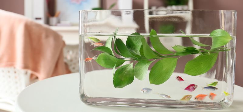 Оформление домашнего аквариума: правила, элементы, стили