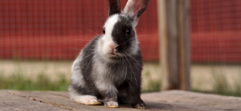 Обзор кроликов для содержания дома