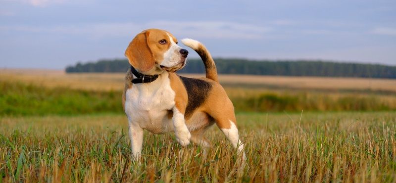 Собаки для детей: обзор пород, которые подойдут ребенку