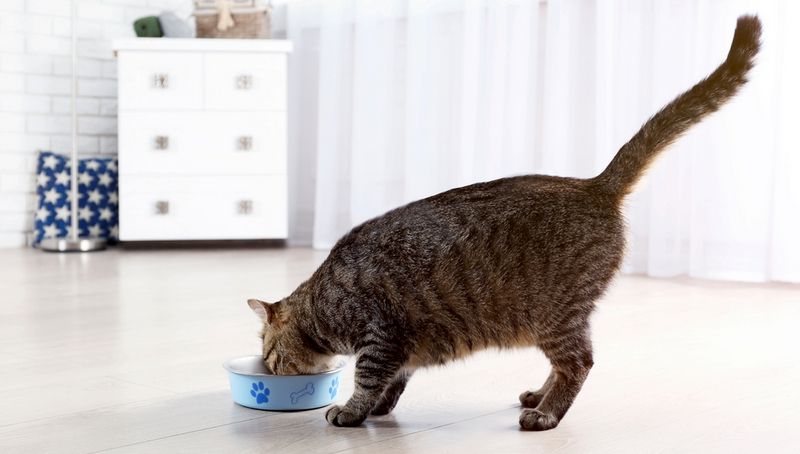 Умное питание для кошки: сухие + влажные корма UNOCAT