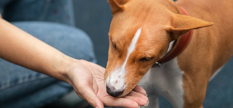 Натуральные и гипоаллергенные лакомства для собак