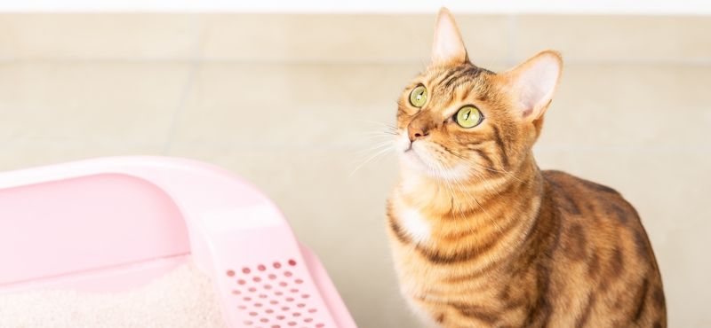 Как отучить кота метить территорию