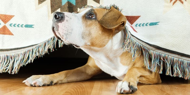 Ваша собака боится громких звуков?