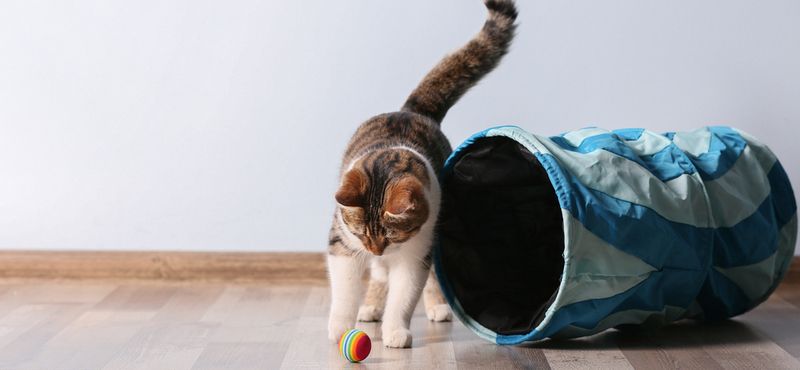 РосКОШная жизнь или вещи первой необходимости для кошки