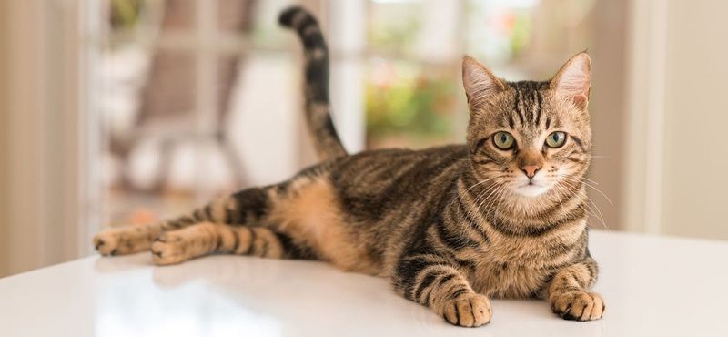 Профилактические визиты к ветеринарному врачу