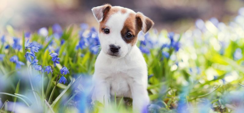 Как ухаживать за щенками?