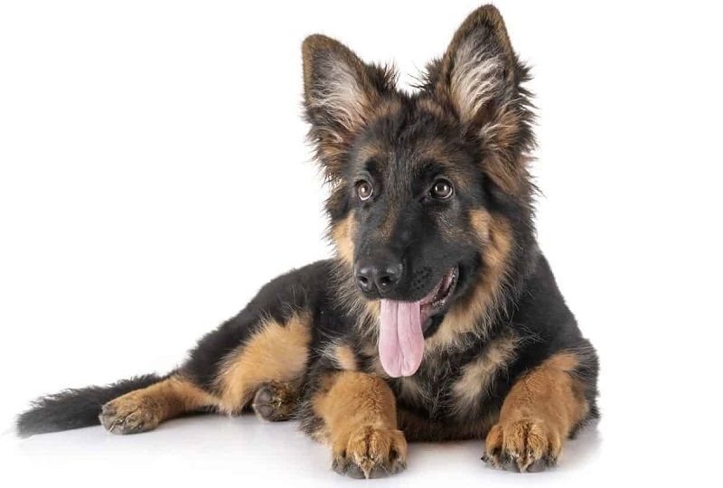 Немецкая овчарка – порода собак