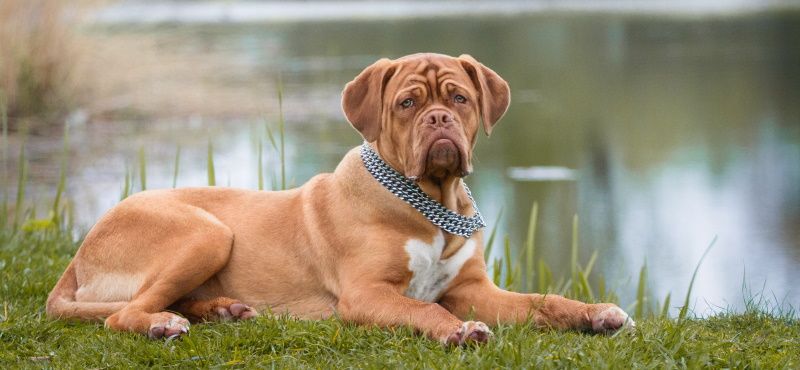 Хвостатые звезды Голливуда: самые знаменитые собаки