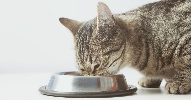 Ищете корм cупер премиум класса для своей кошки?