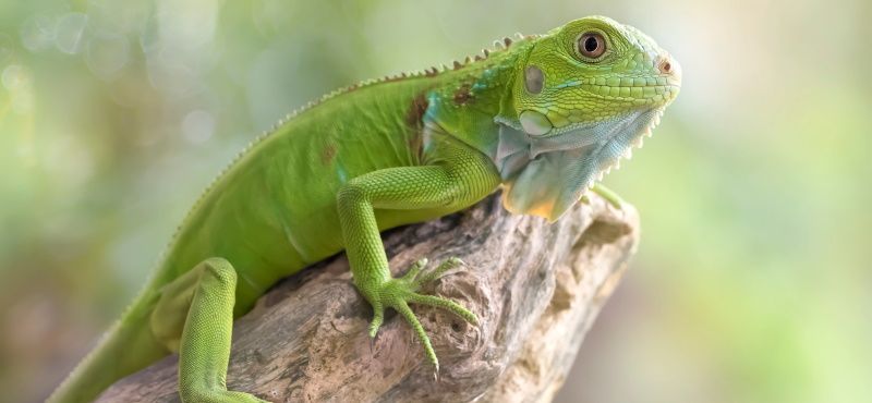 Игуана: содержание и уход в домашних условиях