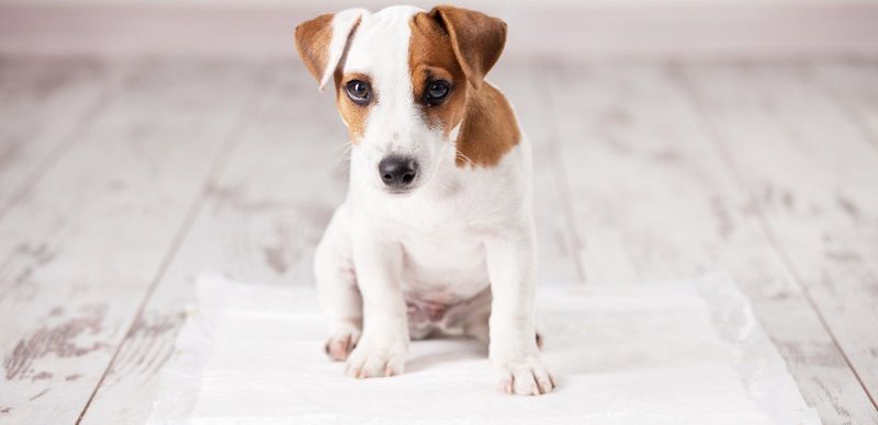 Завели щенка? Подборка необходимых товаров для нового члена семьи!