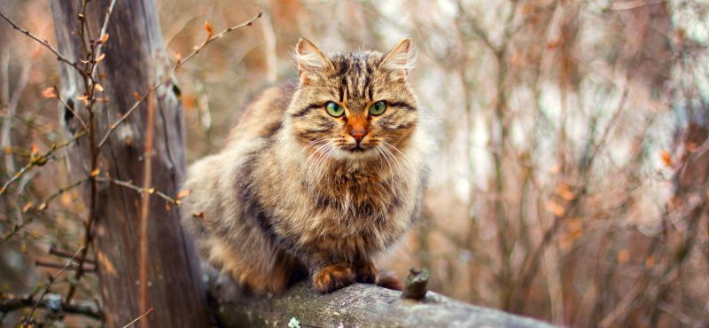 Сибирская кошка: описание, характер, содержание