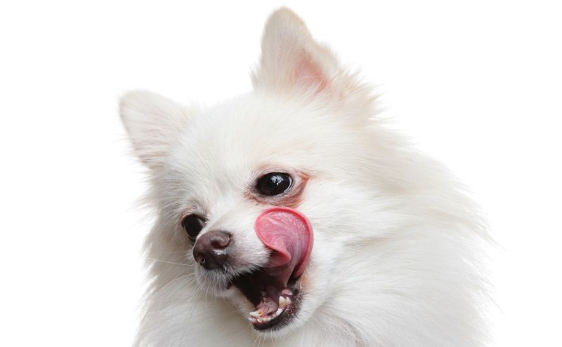 Ищете корм cупер премиум класса для своей собаки?