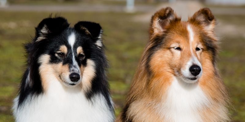 Шелти - порода собак