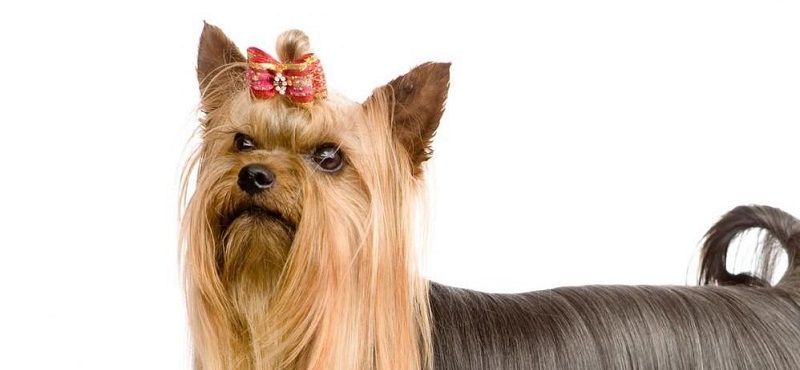 Йоркширский терьер Йоркширский терьер