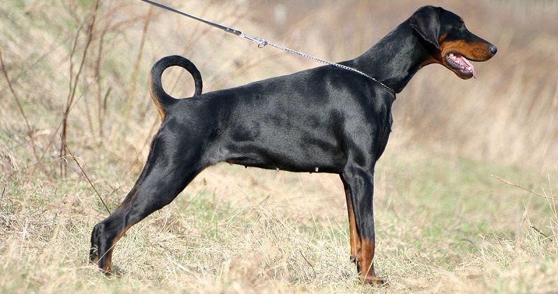 Доберман – порода собак