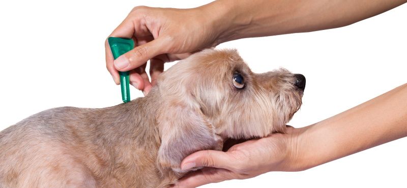 Обнаружили на своем питомце клеща?