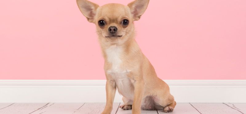 Чихуахуа - порода собак Чихуахуа - порода собак