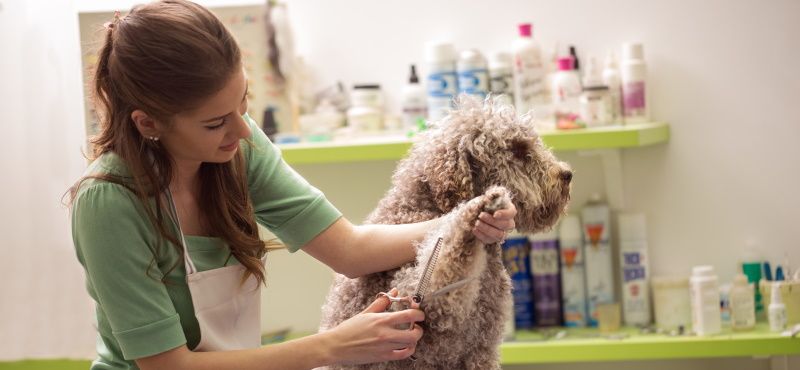 Груминг-набор для ухода за шерстью собак