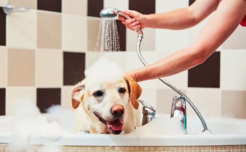 Шампунь для собак: какой купить и как мыть