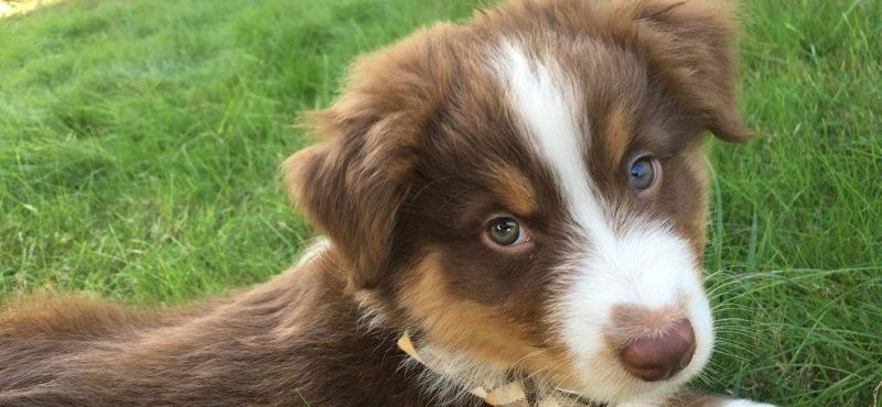 Аусси - австралийская овчарка