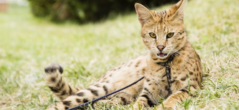 Саванна: описание породы, характер, как ухаживать