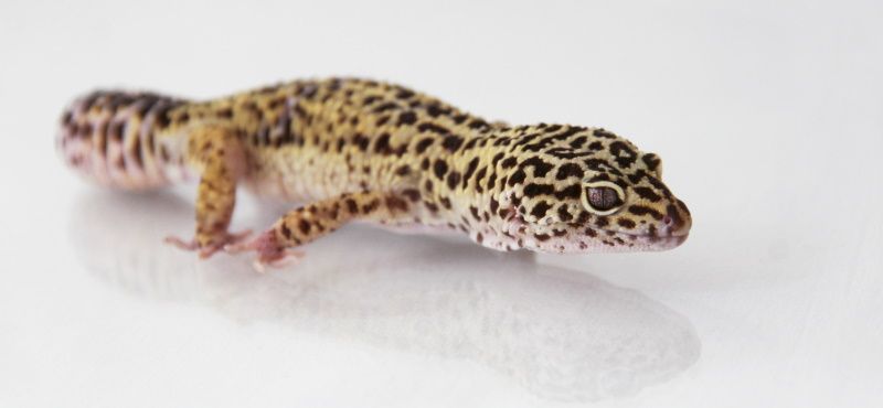 Эублефар: уход и содержание в домашних условиях