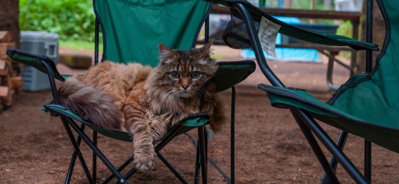 Как пойти в поход с кошкой