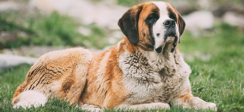 Хвостатые звезды Голливуда: самые знаменитые собаки