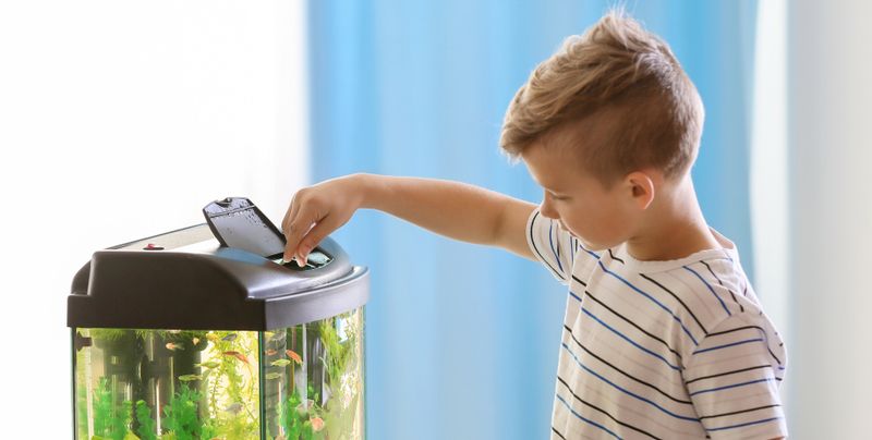 Оформление домашнего аквариума: правила, элементы, стили