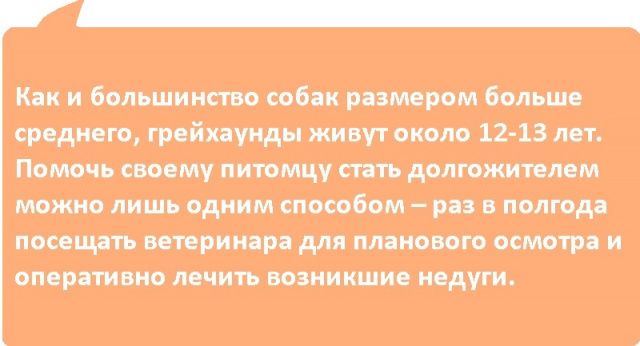 Грейхаунд или английская борзая - порода собак