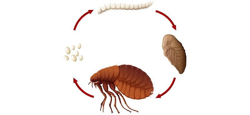 Когда начинать профилактику от блох и клещей?