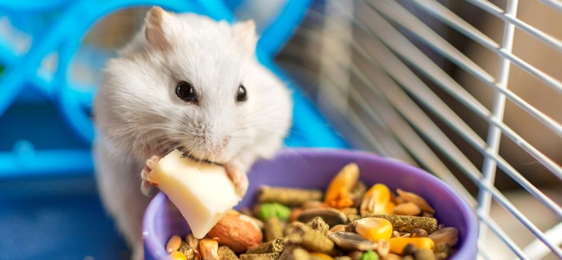 Какого грызуна завести дома