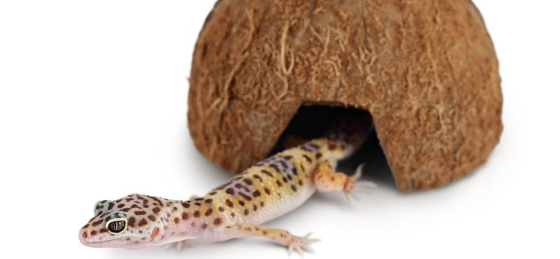 Эублефар: уход и содержание в домашних условиях