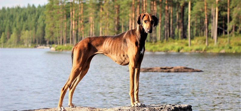 Азавак - порода собак Азавак - порода собак