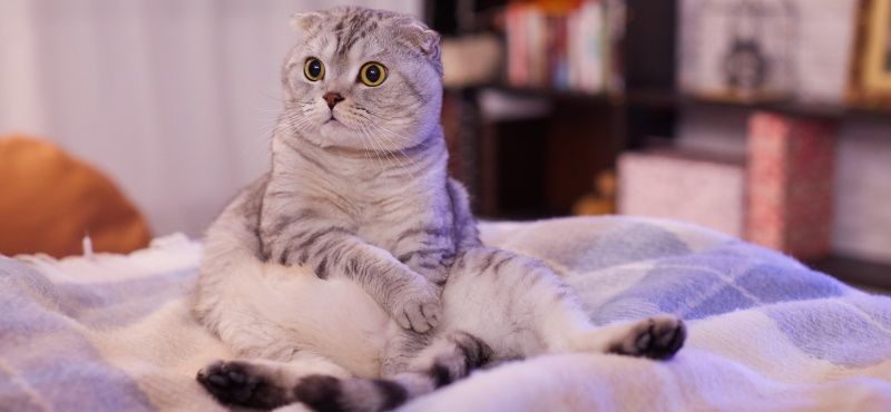 Шотландская порода кошки