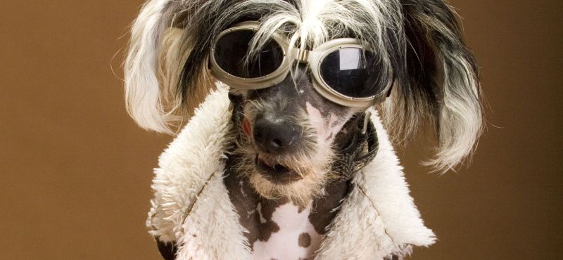 Одежда для китайской хохлатой собаки - что выбрать